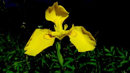 Iris faux accore.