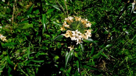 Collomia à grandes fleurs, une espèce introduite à des fins d’ornement et qui s’est naturalisée par endroits.