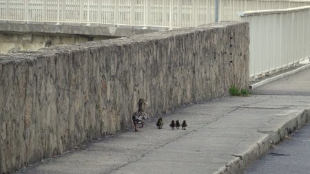 Maman canard promène imprudemment ses petits sur le barrage.
