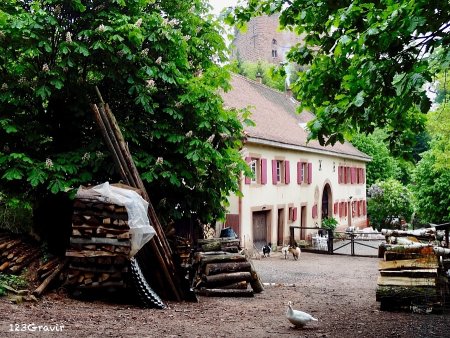 Maison forestière au pied des Châteaux d’Ottrot