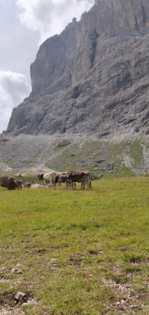 Les vaches des Dolomites !