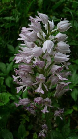 Orchis militaire ?
