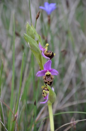 Ophrys... de la mouvance fuciflora