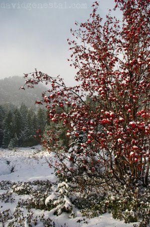 Le rouge vif des fruits du sorbier contrastent avec le blanc de la neige
