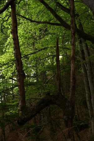étrange arbre-trident au tronc biscornu