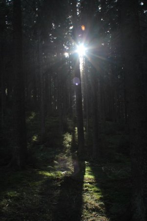 Au cœur de la forêt au-delà de Schönwald...