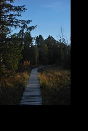 Le petit chemin en bois menant au lac Blindensee
