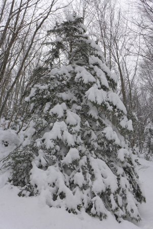oui il y avait encore plein de neige sur les arbres !