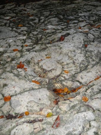Fossile d’ammonite