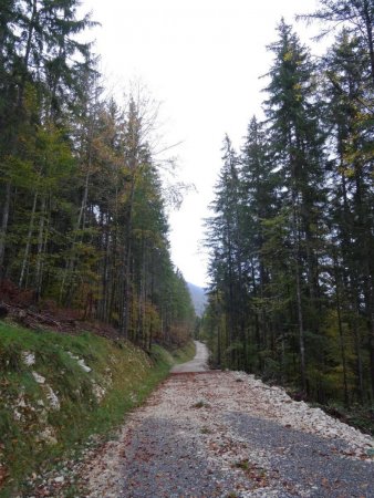 Route forestière de Pré Pavy