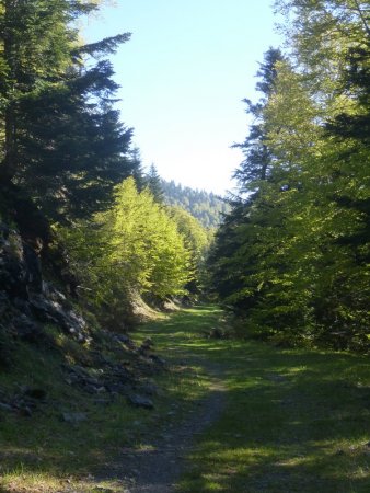 La longue et agréable piste forestière au départ du col de Menté