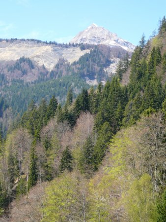 Début de la traversée en forêt, avec vue sur le versant est de Praz Véchin et le sommet du Charvin.
