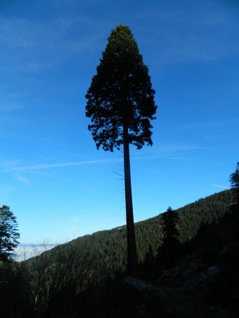 Le point de repère : un séquoia géant, planté en 1900.
