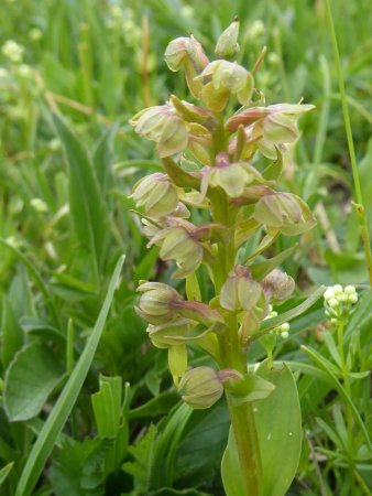 Orchis Grenouille