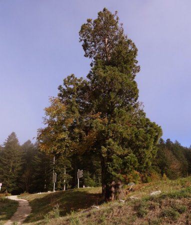Séquoia géant au parking.