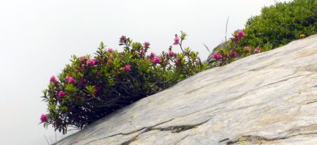 Rhododendron sur fond nuageux
