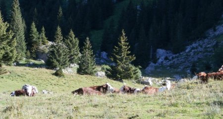 Paisibles troupeaux dans le pré de Vaudé.