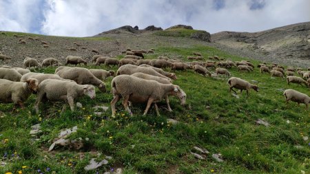 des moutons en dessous du Mont Sageroux