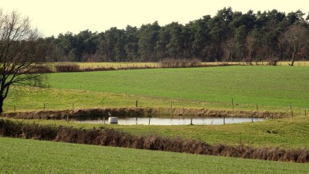 Zoom sur un petit étang avec un héron cendré.