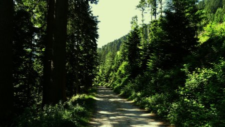 La piste forestière.