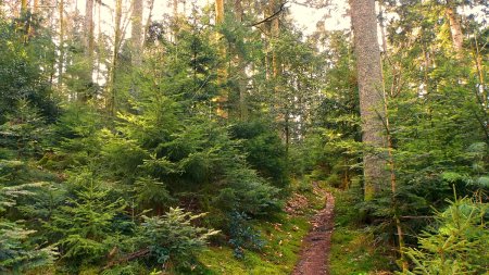 Ambiance forestière sur le Eichkopf.