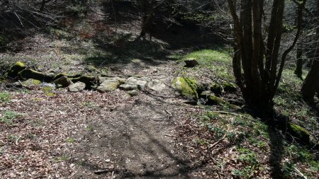 Passage de ruisseau dans la forêt.