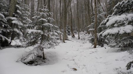En forêt, ambiance d’hiver
