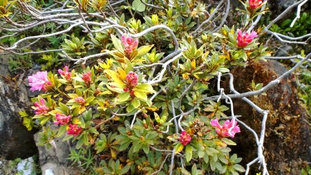 Rhododendron ferrugineux.