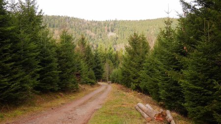 Route forestière de la Langfurich, vue arrière.