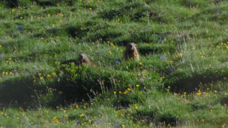 Duo de marmottes