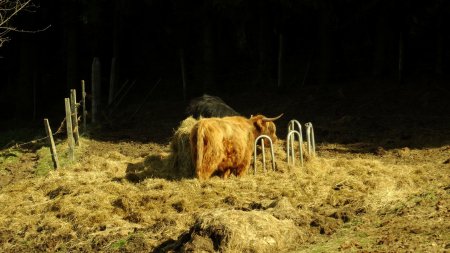 Highland cattle.