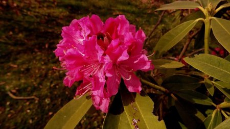 Rhododendron précoce. à la Conche.