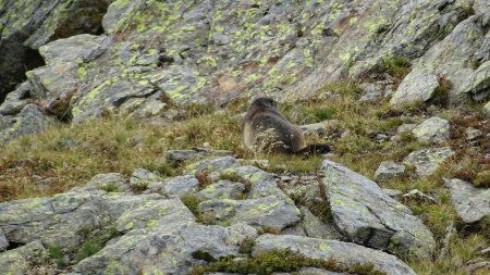 Une marmotte isolée en descendant du col