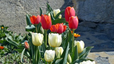 Tulipes de Tincave