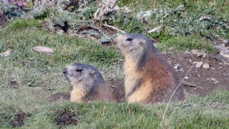 Marmottes, nombreuses dans le secteur
