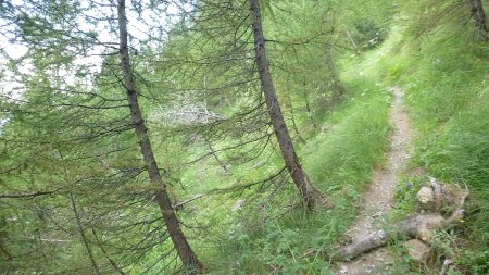 Le sentier  chemine en lacets dans les bois et rejoint une piste, plus haut