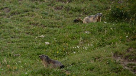 Des marmottes dans le vallon de la Rocheure