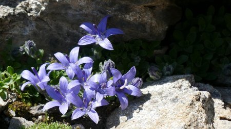 Profitons de la belle flore locale : Campanule du Mont Cenis.