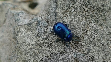 Tu as de belle couleurs, scarabée bleu ! Il a pris un grêlon  sur sa carapace ?