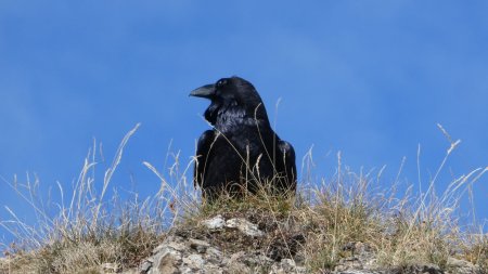 Maitre corbeau sur son rocher perché...