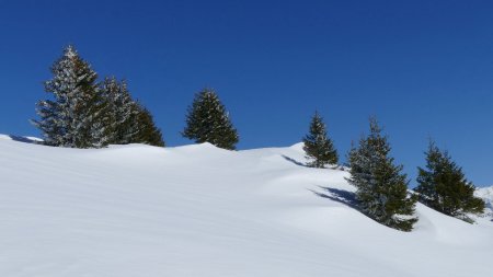 Encore un peu de neige fraîche sur le flanc des arbres exposé au nord.