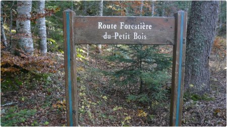 Sur la Route Forestière du Petit Bois.