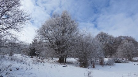 Un peu plus loin, on continue à voir de beaux arbres isolés et un peu de ciel bleu (sur la piste entre le tourniquet et la ferme auberge Buchwald).