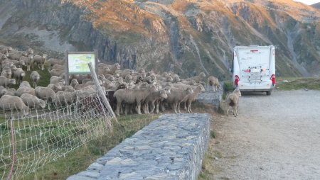 Le troupeau de 2600 moutons