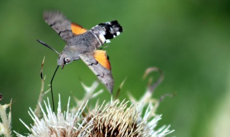 Papillon sphinx colibri