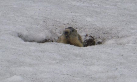 Une marmotte émerge de son terrier, encore sous la neige