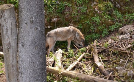 Loup (Canis Lupus)