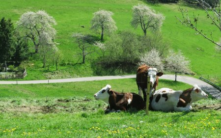 J’aime bien la position relative des 3 vaches avec une symétrie entre les 2 vaches allongées par rapport à la vache debout au centre. 😉 La route derrière relie le Col de Bermont à Remomont.