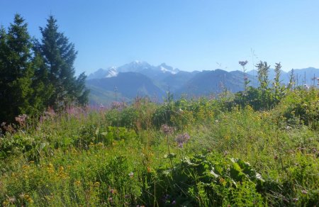 Sortie de forêt : le Mont Blanc