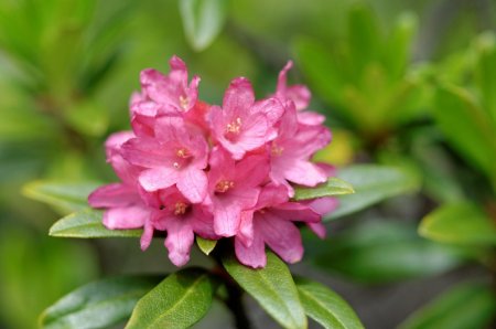 Rhododendron ferrugineux 